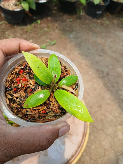 Hoya Little Tail Seeds (Hoya 'Little Tail') – Premium Certified Rare Miniature Tropical Indoor Wax Plant Climbing Vine Seeds for Planting