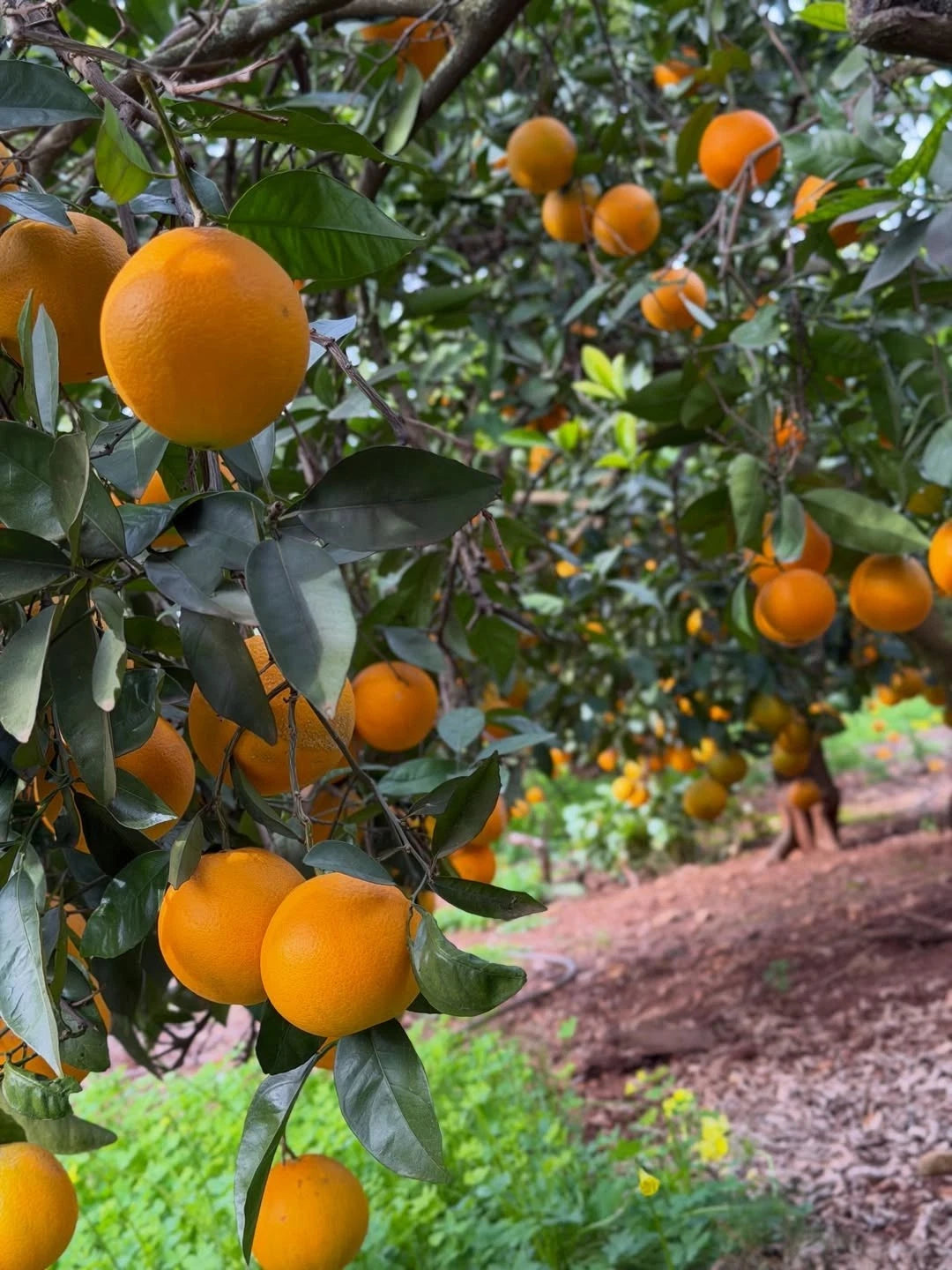 Navel Sweet Orange Seeds (Citrus sinensis) – 30+ Premium Fresh Citrus Seeds