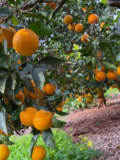 Navel Sweet Orange Seeds (Citrus sinensis) – 30+ Premium Fresh Citrus Seeds