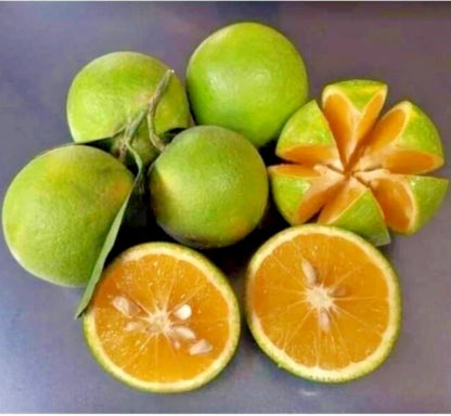 Baby Java Orange (Citrus sinensis (L.) Osbeck) – 2000+ Premium Seeds