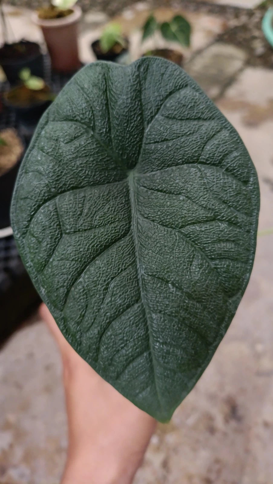 Rare Alocasia Melo (Badak) Live Plant - Premium Exotic Textured Tropical Houseplant