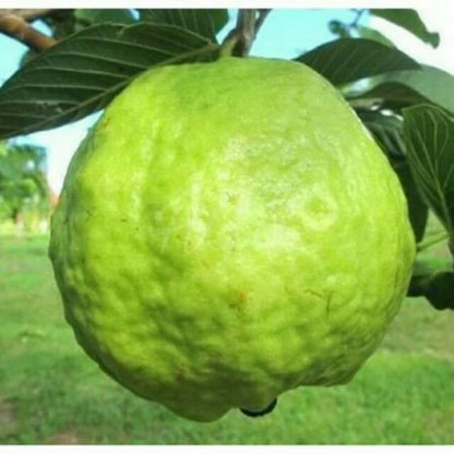 250+ Premium Guava Seeds (Psidium guajava var. Bangkok White Giant Guava) – Certified Heirloom Tropical Fruit Tree Seeds for Planting