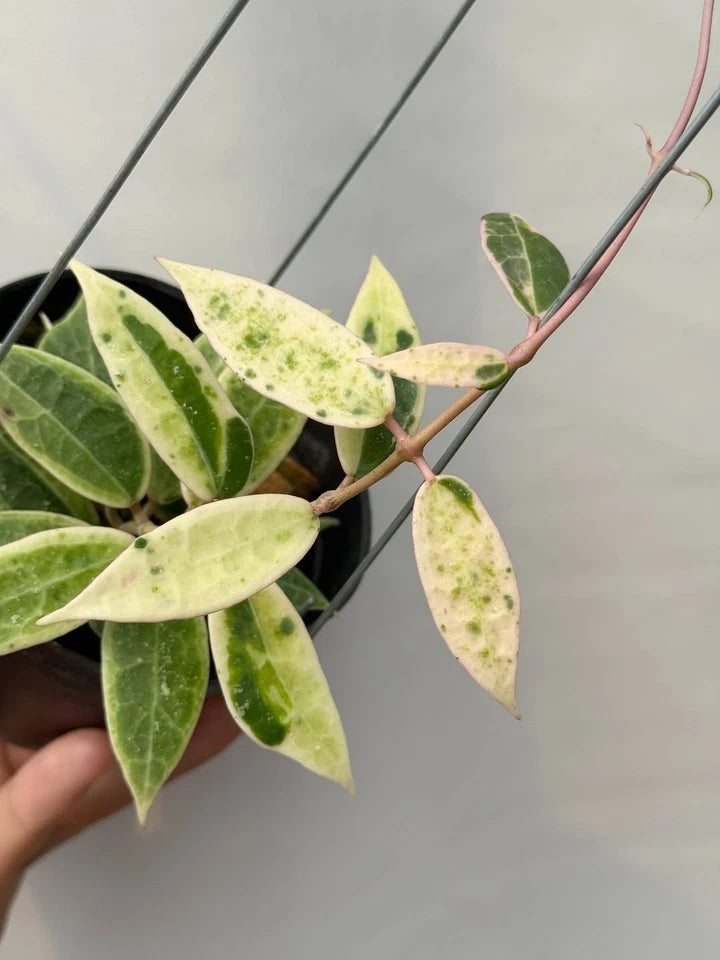 Hoya Verticillata Variegated Tropical Indor Outdor Wax Plant