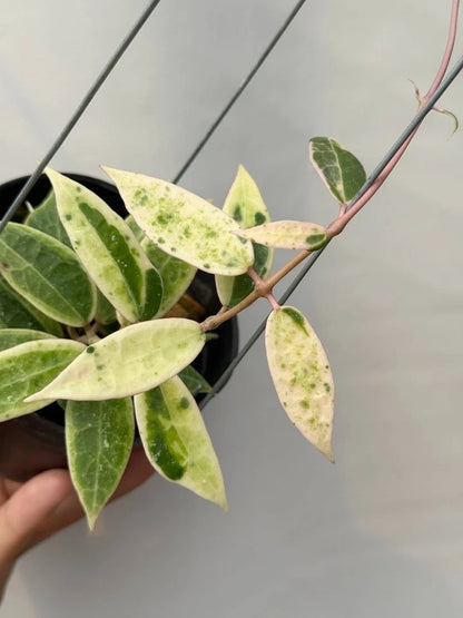 Hoya Verticillata Variegated Tropical Indor Outdor Wax Plant