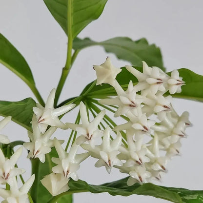 Rare Hoya Lockii Live Plant - Exotic Fragrant Wax Plant