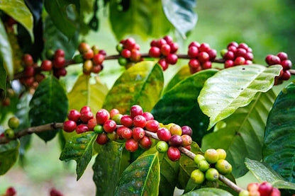 Premium Antigua Coffee Seeds (Coffea arabica) – Exotic Coffee Bean Seeds for Planting (300+ Pcs)