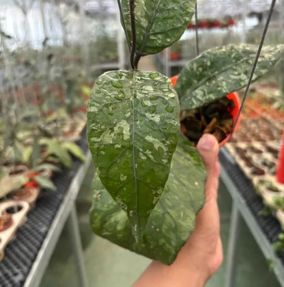 Hoya Sp. Aceh Mapu Splash Rare Tropical Indoor Outdoor Wax Plant Seeds / Cutting – Premium Certified Exotic Epiphytic Vine for Planting