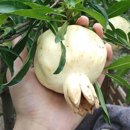 White Pomegranate Seeds (Punica granatum var. White Pomegranate) – Rare Crystal Clear Fruit Seeds for Planting (100+ Pcs)