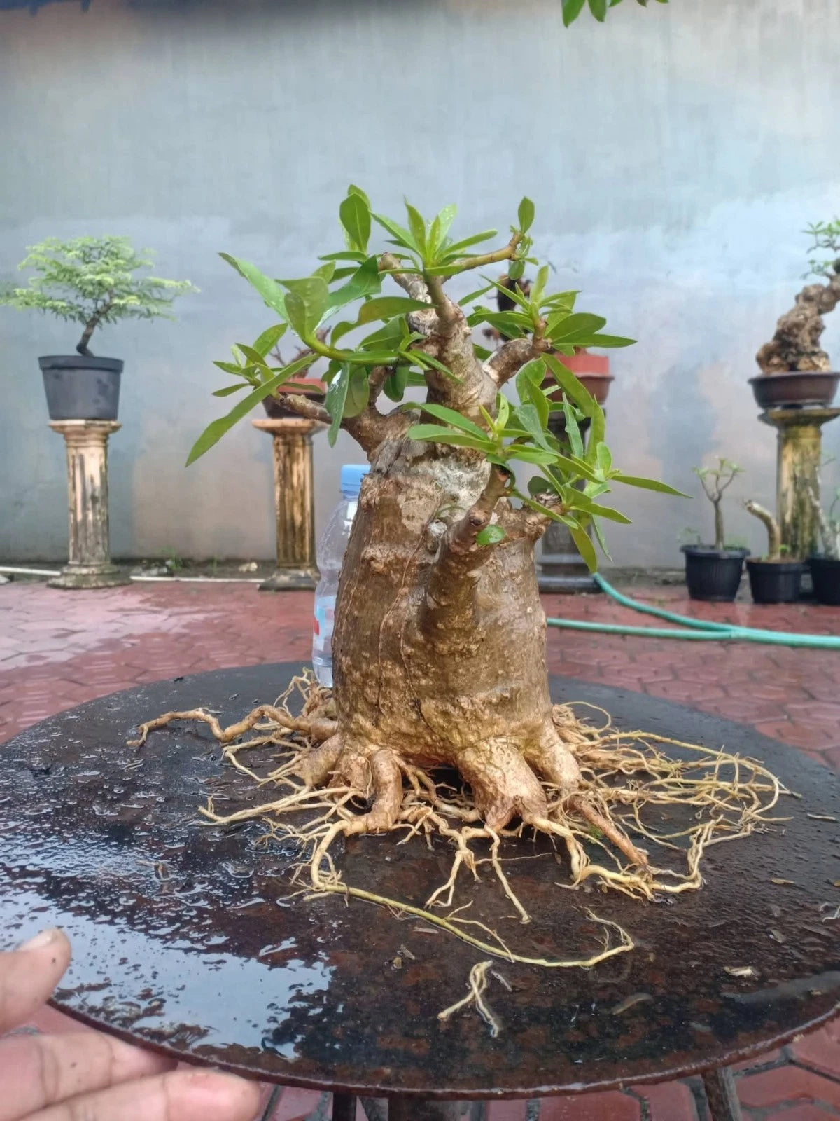Adenium 'Thai Soco' - Miniature Character Bonsai Specimen