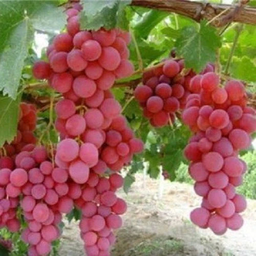 Red Globe Table Grape Seeds (Vitis vinifera var. Red Globe / 100+ Premium Sweet Large-Berried Fruit Seeds) – Premium Botanical Specimen Plant Seeds for Planting