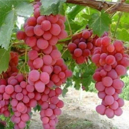 Red Globe Table Grape Seeds (Vitis vinifera var. Red Globe / 100+ Premium Sweet Large-Berried Fruit Seeds) – Premium Botanical Specimen Plant Seeds for Planting