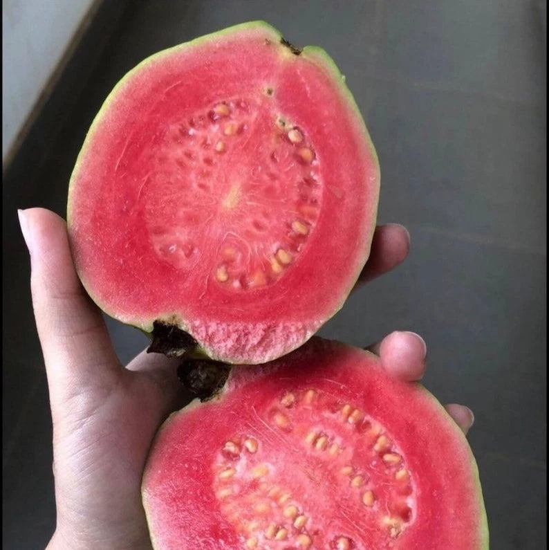 Taiwan Pink Guava Seeds (Psidium guajava) – 250+ Premium Sweet Salmon-Pink Tropical Guava Seeds