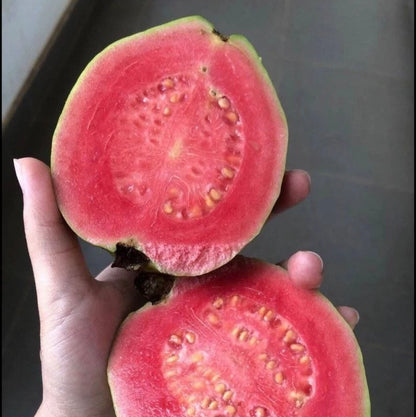 Taiwan Pink Guava Seeds (Psidium guajava) – 250+ Premium Sweet Salmon-Pink Tropical Guava Seeds