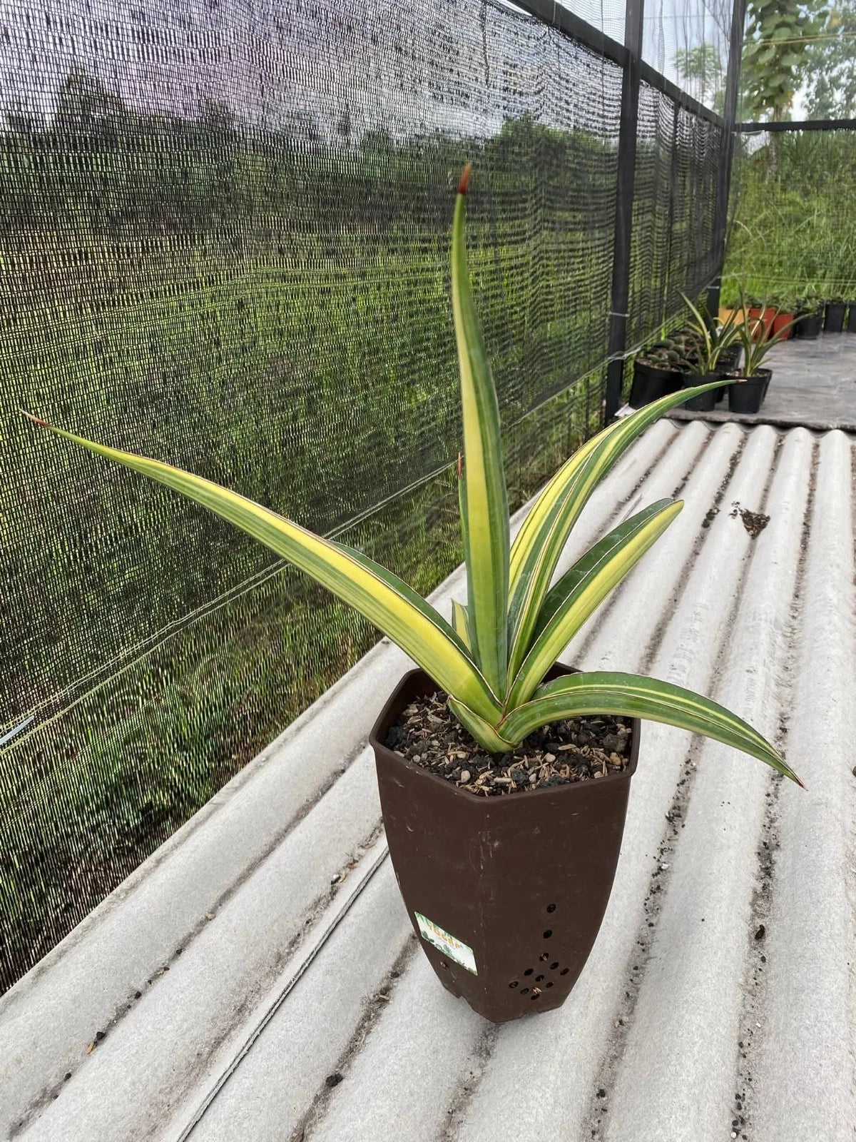 Sansevieria 'Pingthom' Variegated - Rare Sculptural Collector Specimen