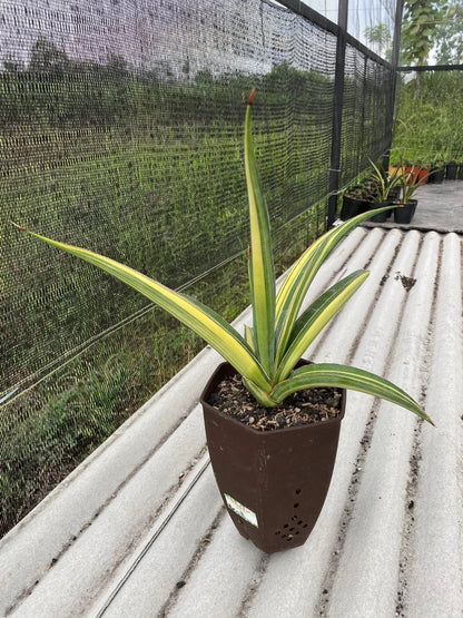 Sansevieria 'Pingthom' Variegated - Rare Sculptural Collector Specimen
