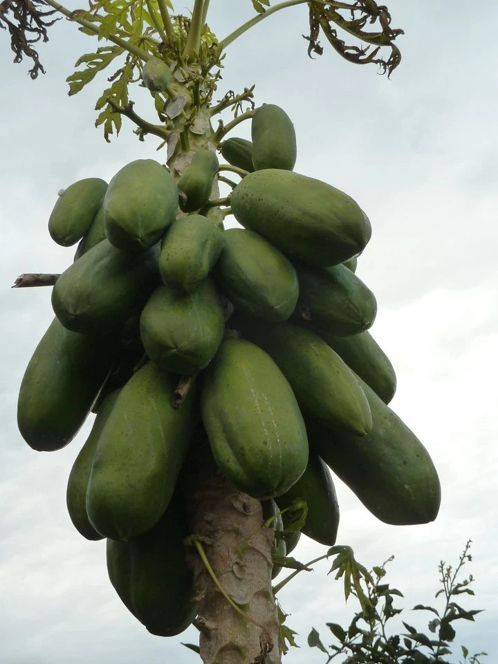 150+ Red Prima Papaya Seeds | Carica Papaya | Sweet Red Papaya Fruit | Fast Growing Plant