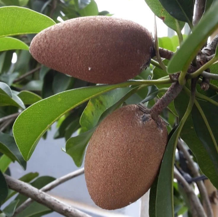 Longjohn Sapodilla (Manilkara zapota) – 35+ Premium Chikoo Seeds