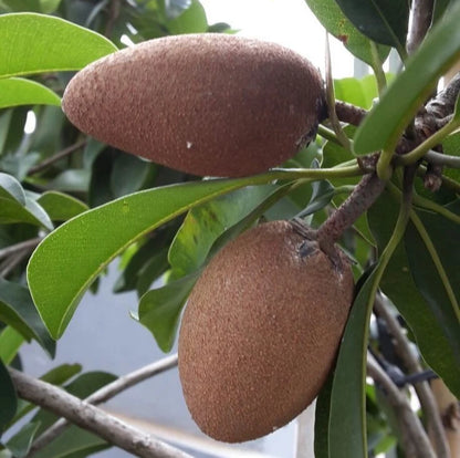 Longjohn Sapodilla (Manilkara zapota) – 35+ Premium Chikoo Seeds