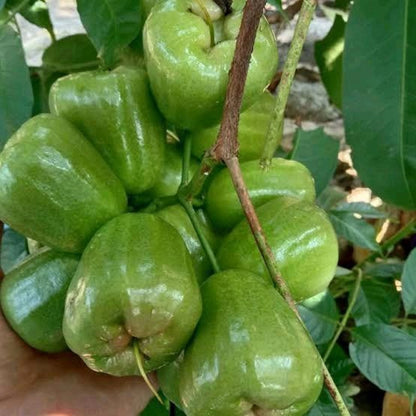 Grafted Green Giant Water Apple Tree - Fast-Fruiting Tropical Fruit Plant