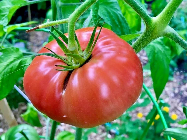 Bulk Brandywine Pink Heirloom Tomato Seeds (Solanum lycopersicum) – 50+ Premium Fresh Rare Gourmet Large Beefsteak Tomato Seeds for Planting
