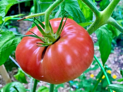 Bulk Brandywine Pink Heirloom Tomato Seeds (Solanum lycopersicum) – 50+ Premium Fresh Rare Gourmet Large Beefsteak Tomato Seeds for Planting