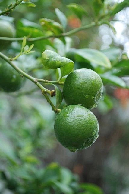 Kabosu Citrus Seeds (Citrus Sphaerocarpa) – Certified Heirloom Japanese Acid Citrus Fruit Crop for Planting