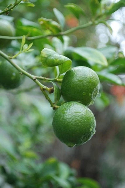 Kabosu Citrus Seeds (Citrus Sphaerocarpa) – Certified Heirloom Japanese Acid Citrus Fruit Crop for Planting