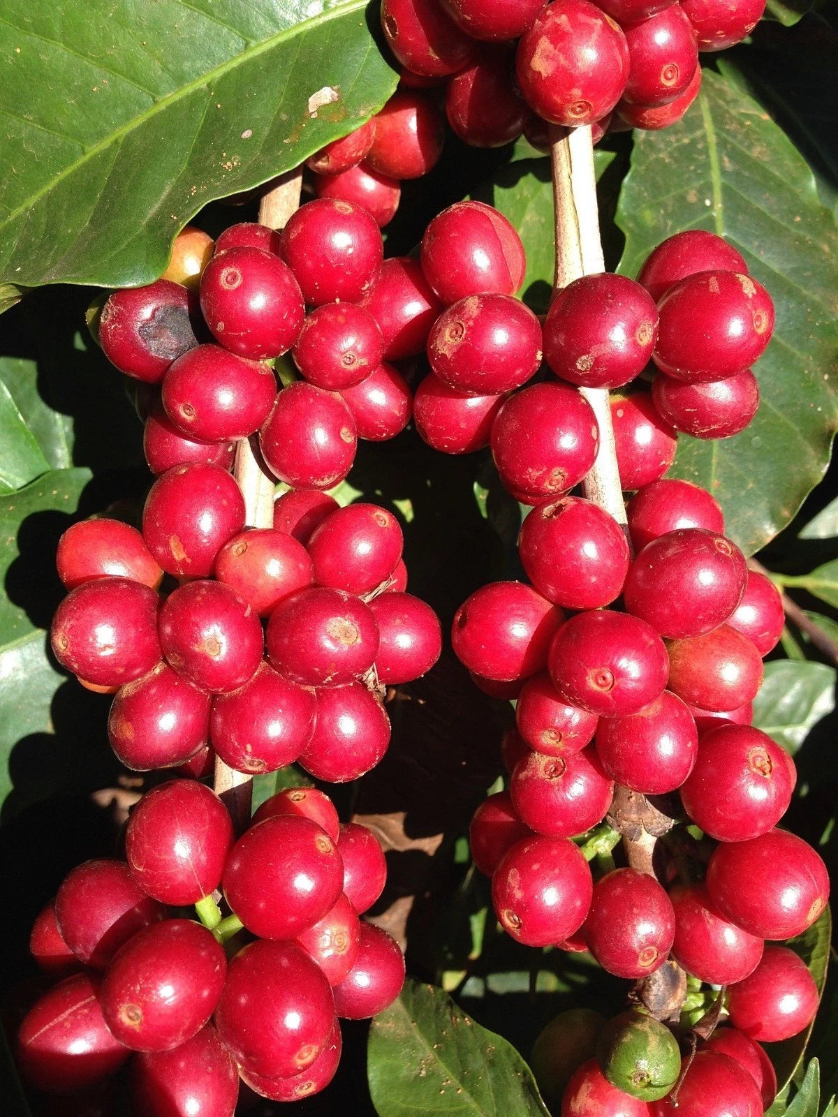 Caturra Red Coffee Seeds (Coffea arabica var. Caturra) – Premium Certified Heirloom Specialty Bourbon Mutation Coffee Bean Seeds for Planting (120 Pcs)