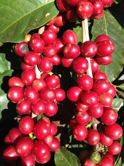 Caturra Red Coffee Seeds (Coffea arabica var. Caturra) – Premium Certified Heirloom Specialty Bourbon Mutation Coffee Bean Seeds for Planting (120 Pcs)