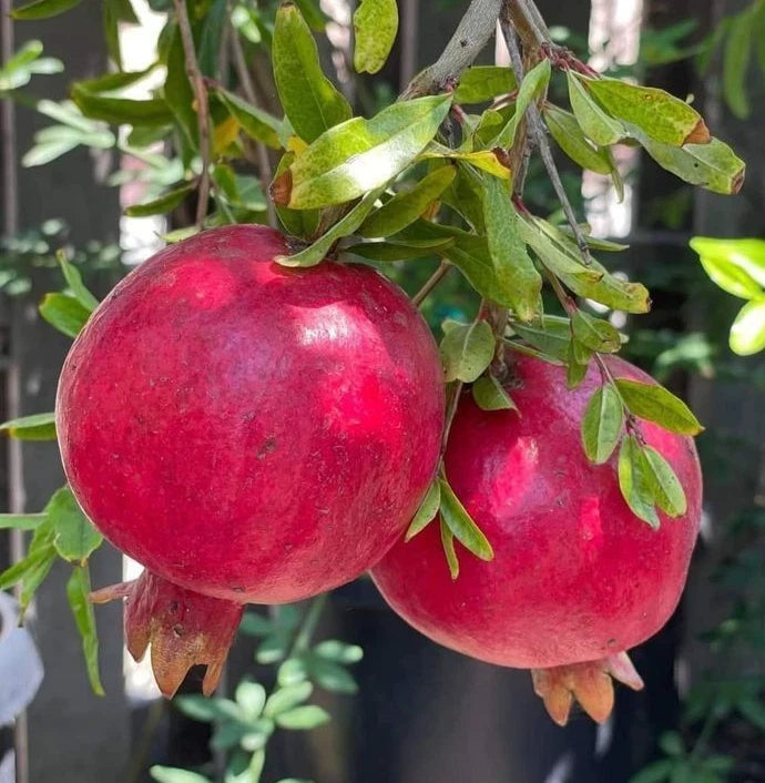 Bulk Rumy Pomegranate Seeds (Punica granatum 'Rumy') – 100+ Premium Fresh Rare Heirloom Sweet Egyptian Rumy Pomegranate Seeds for Planting