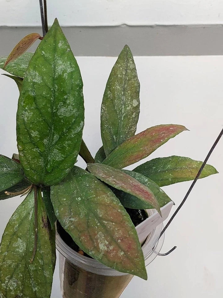 Hoya Kencana Hybrid | Vitellinoides Bengkulu × Caudata | Rare Hoya Wax Plant | Tropical Houseplant