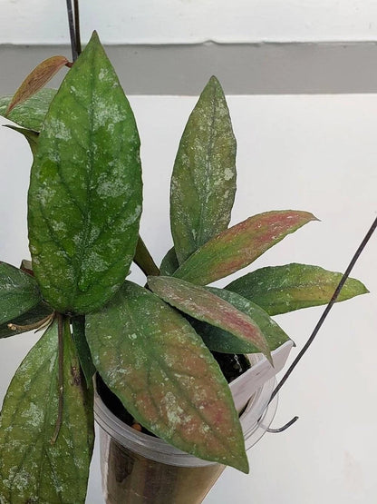 Hoya Kencana Hybrid | Vitellinoides Bengkulu × Caudata | Rare Hoya Wax Plant | Tropical Houseplant