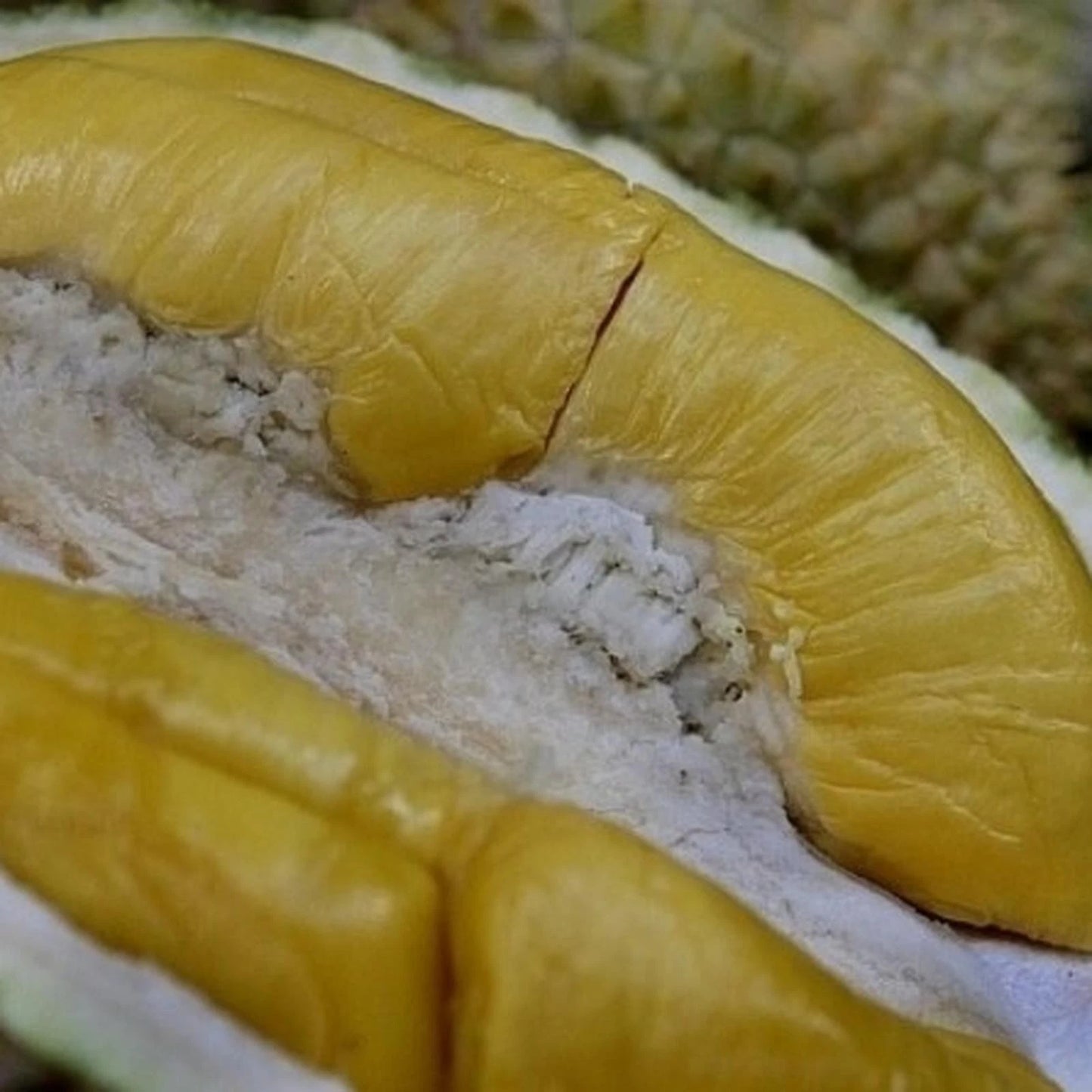 Grafted 'Musang King' Durian Seedling – Premium Tropical Fruit Tree