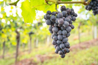 Pinot Noir Grape Seeds 100+ (Vitis vinifera) – Fresh Heirloom Red Wine Grape & Exotic Vineyard Fruit Plant Seeds for Cultivation