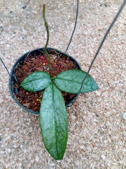 Hoya buntokensis 'Purnama Silver' – Ultra-Rare Tropical Wax Plant Live Epiphytic Specimen