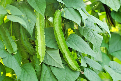 Green Winged Bean Seeds (Psophocarpus tetragonolobus 'Kecipir') – 250+ Premium Fresh Heirloom Green Winged Bean Seeds