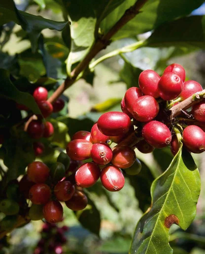 Antigua Coffee Seeds 120+ pcs (Coffea arabica var. Antigua) – Premium Certified Guatemalan Coffee Bean Plant Seeds for Planting