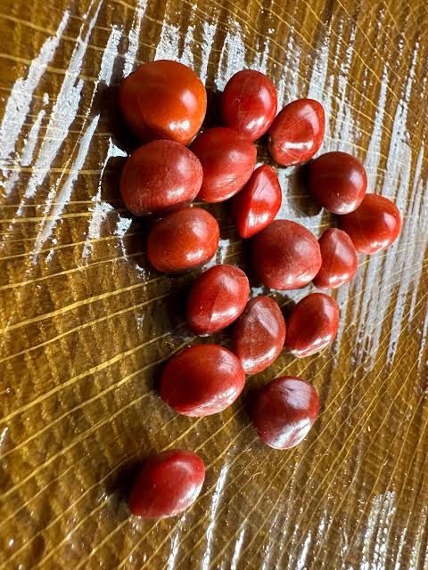 Rare Saga Tree Seeds - Fresh Adenanthera pavonina Red Lucky Coral Tree Seeds