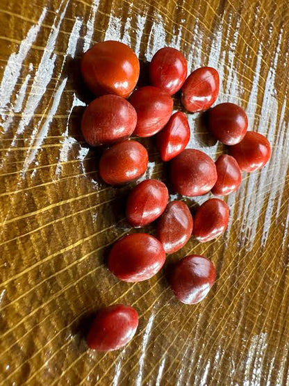 Rare Saga Tree Seeds - Fresh Adenanthera pavonina Red Lucky Coral Tree Seeds