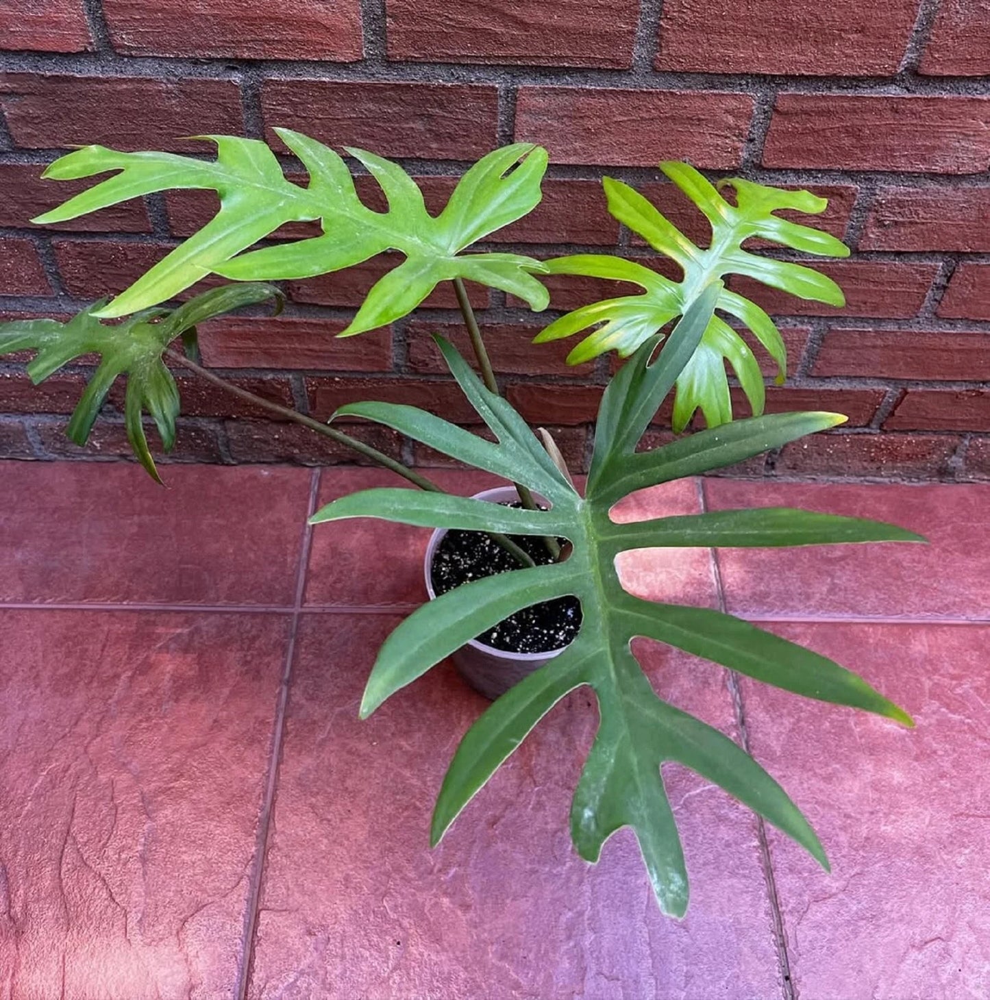 Philodendron mayoi - Rare Tropical Aroid