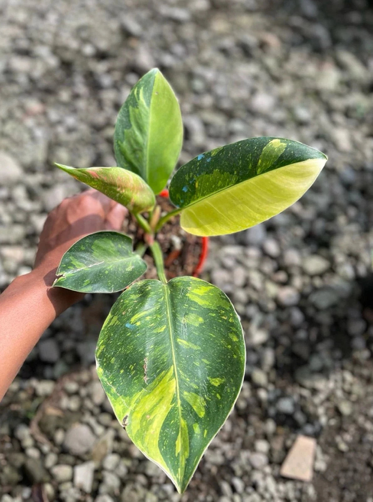 Philodendron 'Green Congo' Marble Variegated - Rare Tropical Aroid
