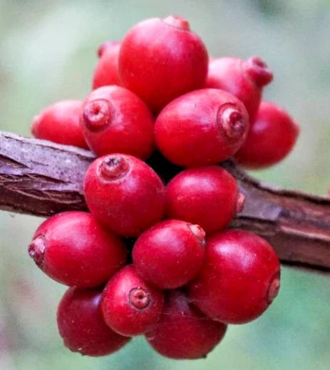 Premium Excelsa Coffee Seeds (Coffea liberica var. dewevrei) – 120+ Rare Exotic High-Yield Specialty Coffee Seeds