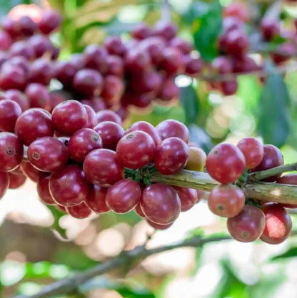 Sidra Pink Coffee Seeds (Coffea arabica var. Sidra) – Certified Heirloom Specialty Coffee Beans for Planting