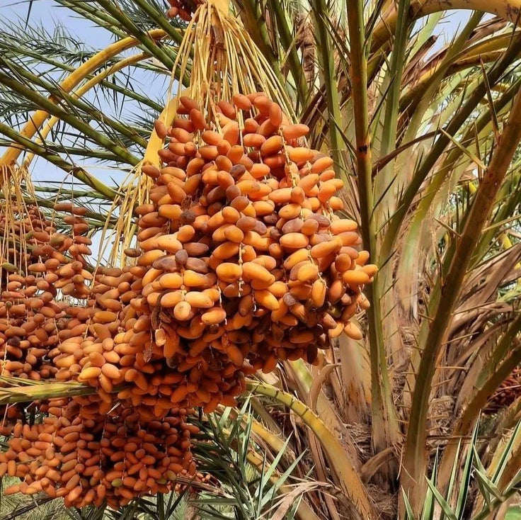 Lulu Date Palm Seeds (Phoenix dactylifera 'Lulu') – 35 pcs Premium Fresh Rare Compact Sweet Lulu Yellow Dates Seeds for Planting