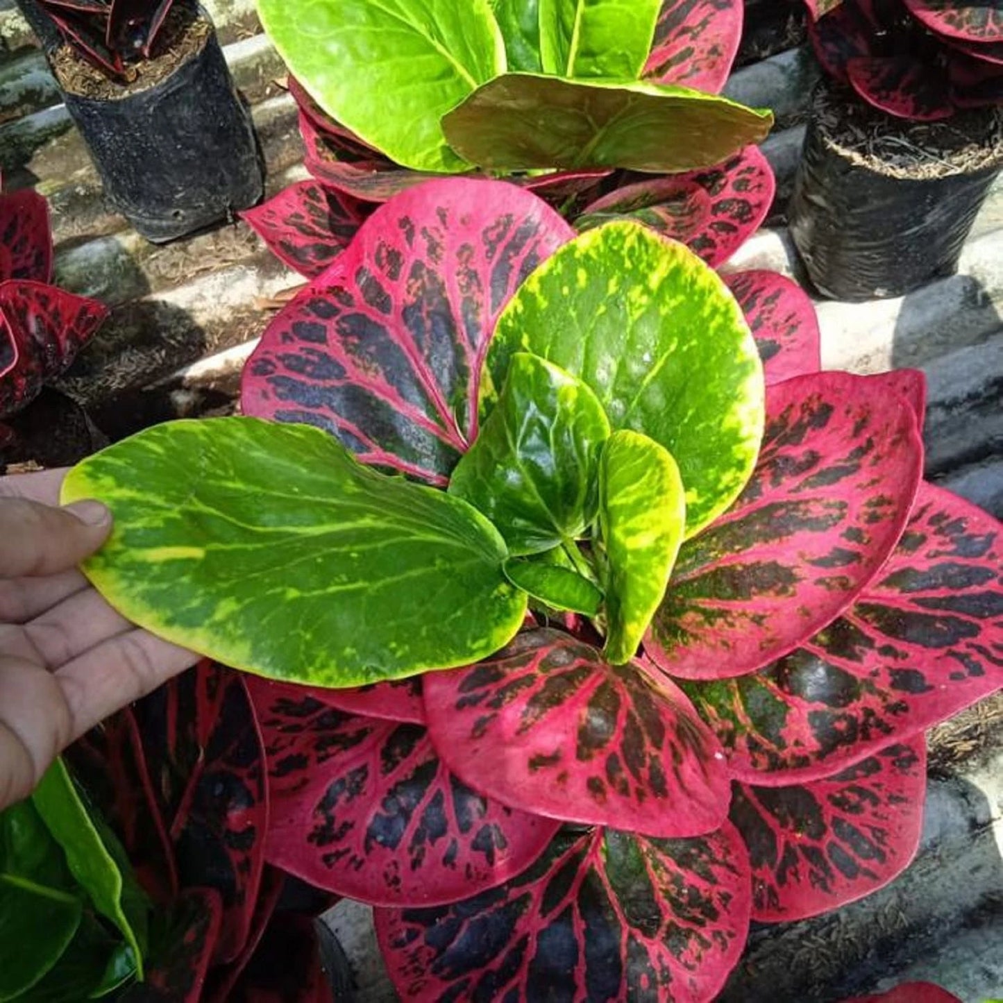 Rare Codiaeum Variegatum 'Busarin' - Premium Colorful Croton Exotic Tropical Houseplant