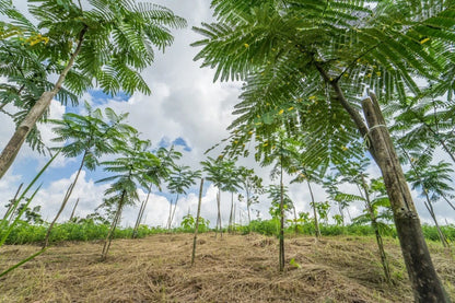 100++ Moluccan Albizia Sengon Seeds (Falcataria moluccana / var. Superior / Paraserianthes moluccana) – Premium Fast-Growing Timber & Forestry Tree Seeds for Planting