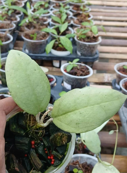 Hoya sp. ‘Menak Sopal Silver’ | Rare Tropical Wax Plant | Silver Leaf Collector Hoya | Indoor Outdoor