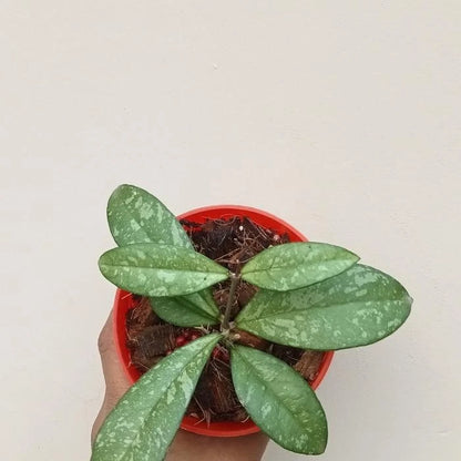 Hoya crassipetiolata 'Splash' – Rare Silver-Flecked Epiphytic Specimen (Collectors Quality)