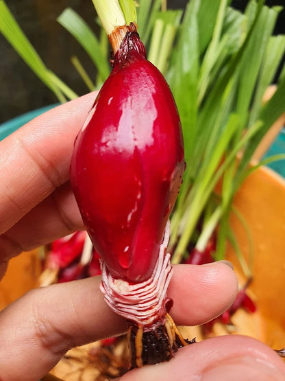 Dayak Onion Sabrang Organic Bulbs (Eleutherine palmifolia / 700+ Grams Medicinal & Ornamental Bulb Specimen) – Premium Exotic Botanical Agricultural Crop for Planting