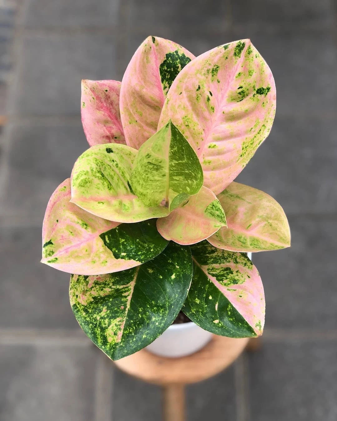 Aglaonema 'Emerald' - Timeless & Lush Tropical Houseplant